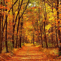 autumn